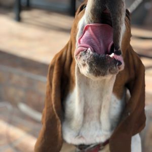 Meet your Posher, Brandy